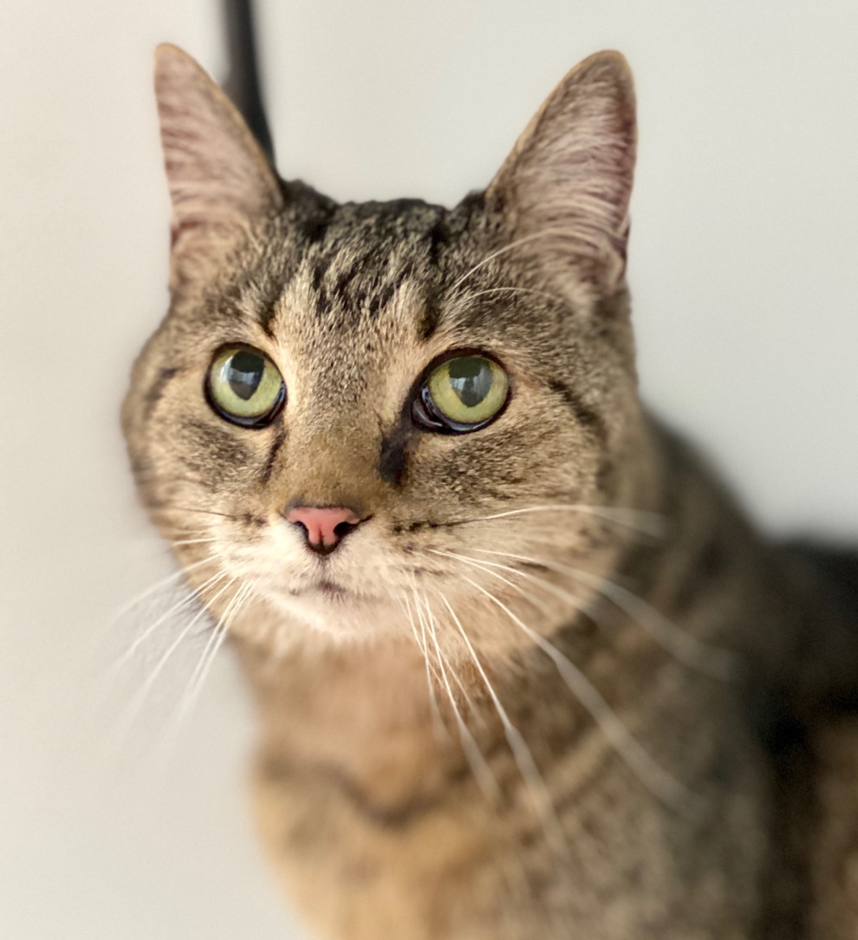 Close-up of a calm tabby cat with green eyes