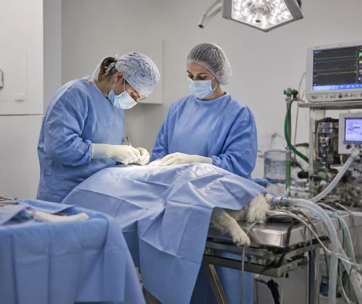 Veterinary surgical team performing an outpatient procedure with anesthesia monitoring